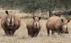 rhinos-return-to-zimbabwe-and-a-new-kind-of-safari-starts-to-take-shape