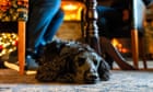 pooch-life:-20-great-dog-friendly-places-to-stay-in-the-uk