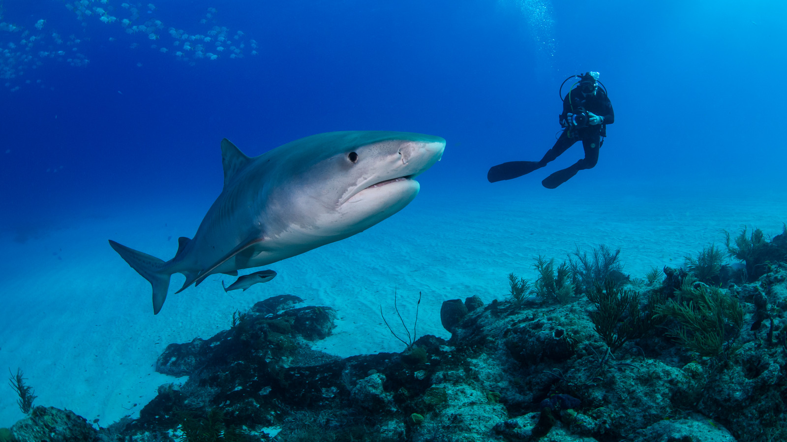 what-to-do-if-you-see-a-shark-while-snorkeling-or-scuba-diving